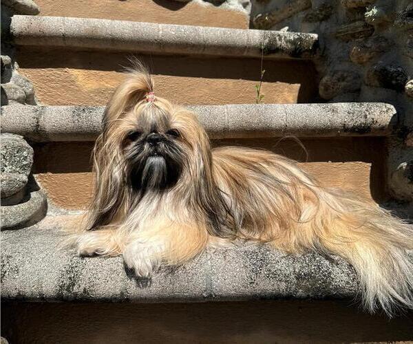 Medium Photo #1 Shih Tzu Puppy For Sale in MERRITT ISLAND, FL, USA