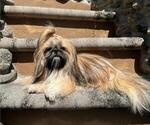 Small Photo #1 Shih Tzu Puppy For Sale in MERRITT ISLAND, FL, USA