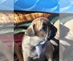Puppy Puppy 5 Luigi French Bulldog