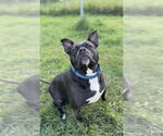 Small #5 American Staffordshire Terrier Mix