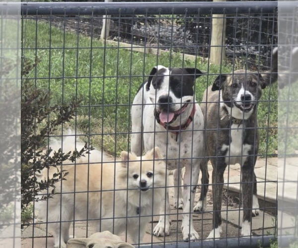 Medium Photo #5 American Bulldog-Unknown Mix Puppy For Sale in Germantown, OH, USA