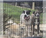 Small #4 American Bulldog Mix