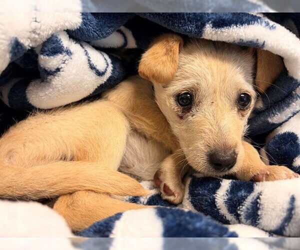 Medium Photo #1 Chiweenie Puppy For Sale in Waterford, VA, USA