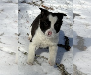Border Collie Puppy for sale in FAIR HAVEN, MI, USA
