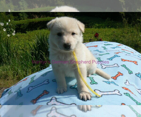Medium Photo #13 German Shepherd Dog Puppy For Sale in PIEDMONT, MO, USA
