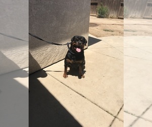 Mother of the Rottweiler puppies born on 01/06/2022