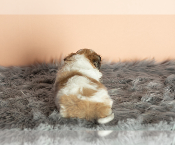 Medium Photo #7 Zuchon Puppy For Sale in WOLCOTTVILLE, IN, USA