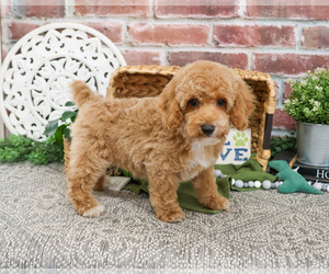 Poodle (Miniature) Puppy for sale in SYRACUSE, IN, USA