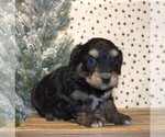 Small Photo #30 Aussiedoodle Miniature  Puppy For Sale in NEWBERRY, IN, USA