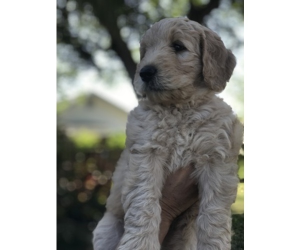 Medium Photo #5 Goldendoodle Puppy For Sale in MERRITT IS, FL, USA