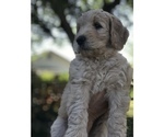 Small Photo #5 Goldendoodle Puppy For Sale in MERRITT IS, FL, USA