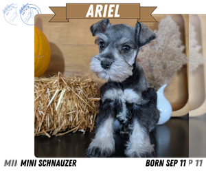 Medium Schnauzer (Miniature)