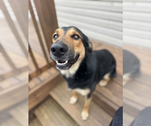 Medium Photo #6 German Shepherd Dog-Unknown Mix Puppy For Sale in Holly Springs, NC, USA