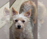 Small #4 Mutt