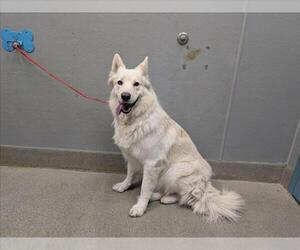 German Shepherd Dog-Unknown Mix Dogs for adoption in Las Vegas, NV, USA