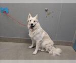 JUSTICE - Female German Shepherd Dog-Unknown Mix Dog for Adoption - Small photo