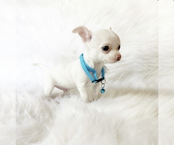Medium Photo #1 Chihuahua Puppy For Sale in SACRAMENTO, CA, USA
