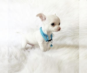 Chihuahua Puppy for sale in SACRAMENTO, CA, USA