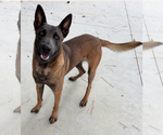 Small German Shepherd Dog Mix