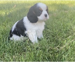 Cavalier King Charles Spaniel Puppy for sale in ELKHART, IN, USA