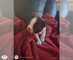 Small #1 Boston Terrier