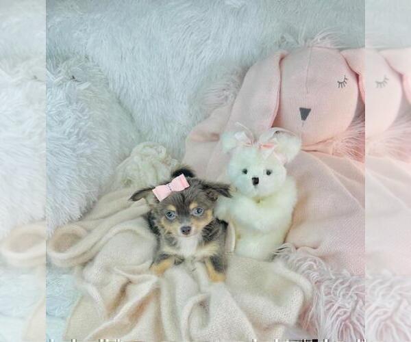 Medium Photo #14 Chihuahua Puppy For Sale in MIAMI BEACH, FL, USA