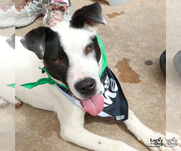 Medium Photo #2 Lab-Pointer Puppy For Sale in Washington, DC, USA