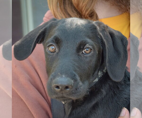 Medium Photo #1 Mutt Puppy For Sale in Huntley, IL, USA