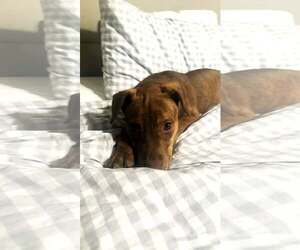Mutt Dogs for adoption in Shelburne, VT, USA