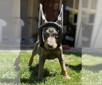 Small #4 Doberman Pinscher