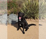 Small #4 Labrador Retriever