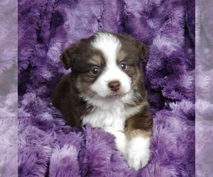 Miniature Australian Shepherd Puppy for sale in CINCINNATI, OH, USA