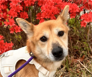 Pembroke Welsh Corgi-Shiba Inu Mix Dogs for adoption in San Ramon, CA, USA