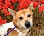 Small Pembroke Welsh Corgi-Shiba Inu Mix