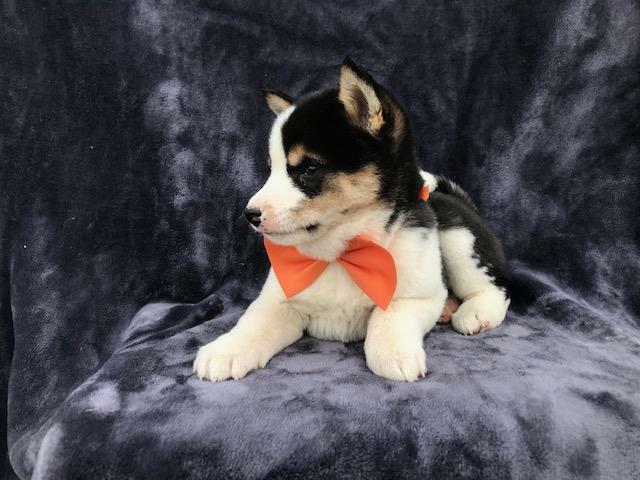Medium Photo #22 Shiba Inu Puppy For Sale in ELDORA, PA, USA