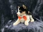 Small Photo #22 Shiba Inu Puppy For Sale in ELDORA, PA, USA
