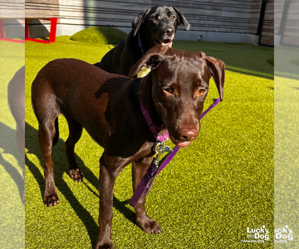 Medium Photo #8 Labrador Retriever-Retriever  Mix Puppy For Sale in Washington, DC, USA
