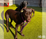 Small #7 Labrador Retriever-Retriever  Mix
