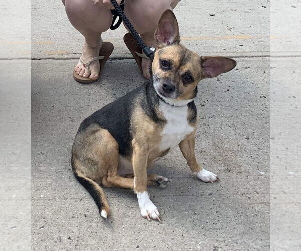 Medium Photo #2 Chihuahua-Unknown Mix Puppy For Sale in Chester, NJ, USA