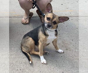 Wheezy - Female Chihuahua-Unknown Mix Dog for Adoption - Photo #2