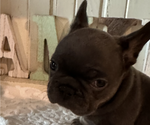 Puppy Trixie French Bulldog