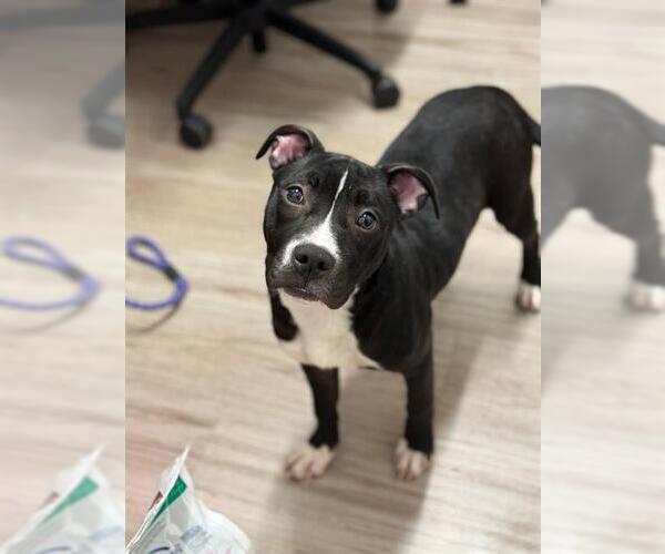 Medium Photo #1 Mutt Puppy For Sale in Baytown, TX, USA