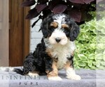 Small #1 Cavapoo (Miniature)