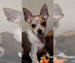 Small #1 Chihuahua Mix
