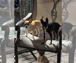 Small #5 Chihuahua