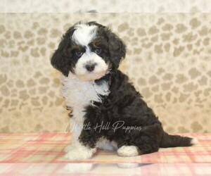 Miniature Bernedoodle Puppy for sale in DENVER, PA, USA