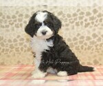 Small Miniature Bernedoodle