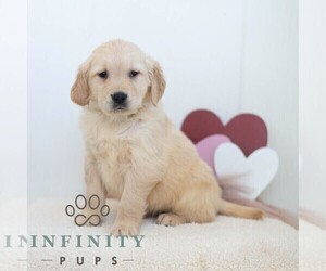 Golden Retriever Puppy for sale in NEWPORT, PA, USA