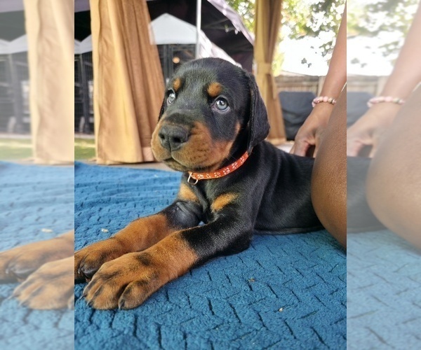 Medium Photo #2 Doberman Pinscher Puppy For Sale in MIAMI, FL, USA