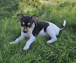 Puppy Dela Rat Terrier